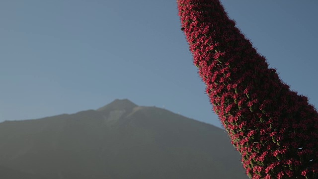 2016年春天，西班牙特内里费，以泰德火山为背景的4K Tajinaste花视频素材