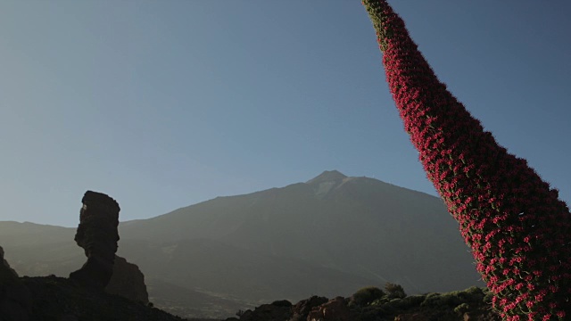 2016年春天，西班牙特内里费岛，塔吉纳斯特花与泰德火山和“上帝的手指”岩石纪念碑的4K视频视频素材