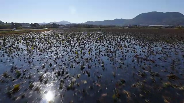 鸟瞰图桑菊莲花博物馆旁边的湖视频素材