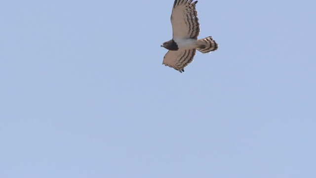 WS SLO MO TS ZI在天空中飞行的鹰视图/中部卡拉哈里野生动物保护区，博茨瓦纳视频素材