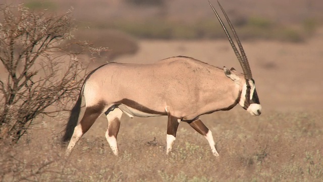 Lone oryx / Central Kalahari Game Reserve，博茨瓦纳视频素材