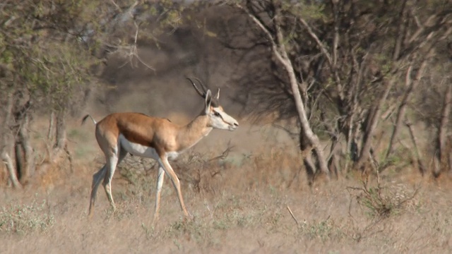 WS SLO MO TS Springbok walking / Central Kalahari Game Reserve，博茨瓦纳视频素材