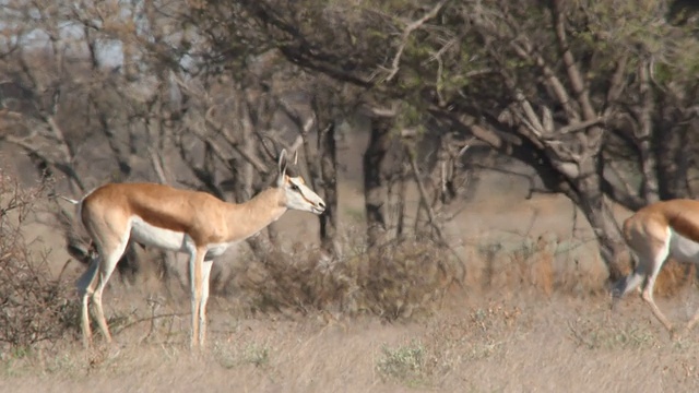 WS SLO MO TS Springbok walking / Central Kalahari Game Reserve，博茨瓦纳视频素材