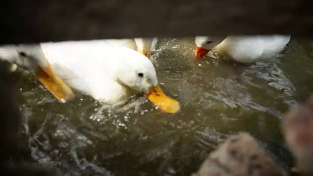 鹅在水里。视频素材