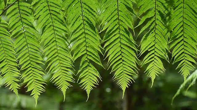 热带雨林蕨类(苏铁)的叶子视频素材