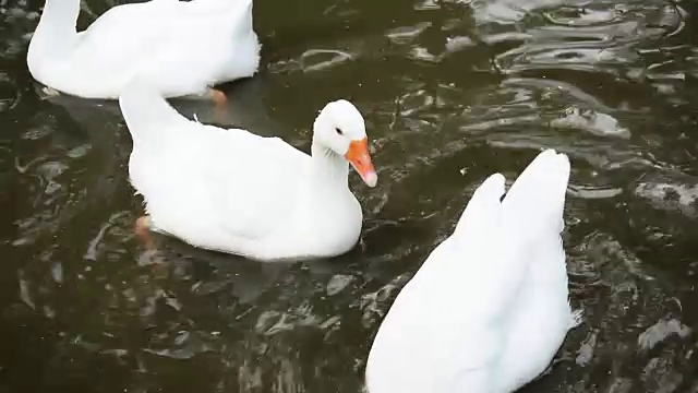 鹅在水里。视频素材