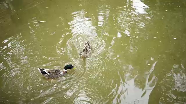 群鹅。视频素材