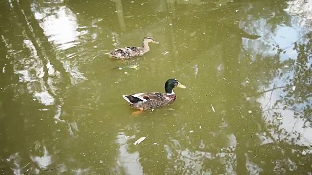 鹅在水里。视频素材