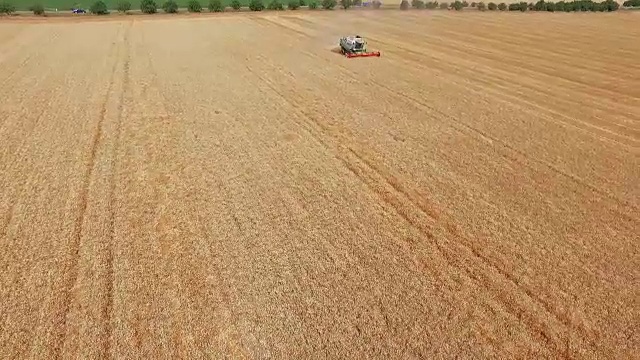 夏季麦田的收获视频素材