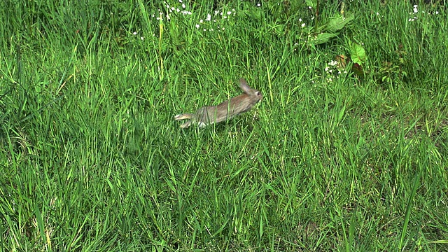 欧洲兔或野兔，oryctolagus cuniculus, Young running on Grass，诺曼底，慢镜头视频素材