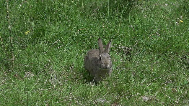 欧洲兔或野兔，oryctolagus cuniculus，成年奔跑在草地上，诺曼底，慢镜头视频素材