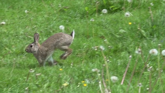 欧洲兔或野兔，oryctolagus cuniculus，成年奔跑在草地上，诺曼底，慢镜头视频素材