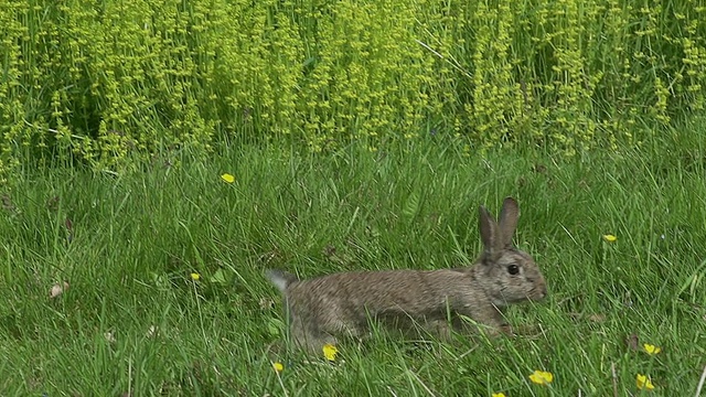 欧洲兔或野兔，oryctolagus cuniculus，成年奔跑在草地上，诺曼底，慢镜头视频素材