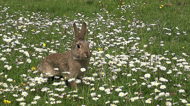 欧洲兔或野兔，oryctolagus cuniculus，成体带花，诺曼底，慢镜头视频素材