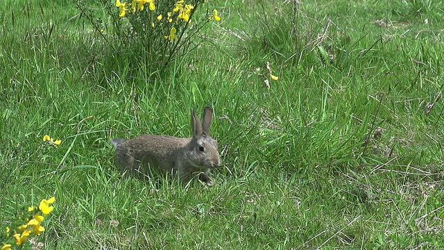 欧洲兔或野兔，oryctolagus cuniculus，成年奔跑在草地上，诺曼底，慢镜头视频素材