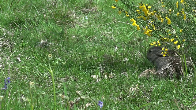 欧洲兔或野兔，oryctolagus cuniculus，成年奔跑在草地上，诺曼底，慢镜头视频素材