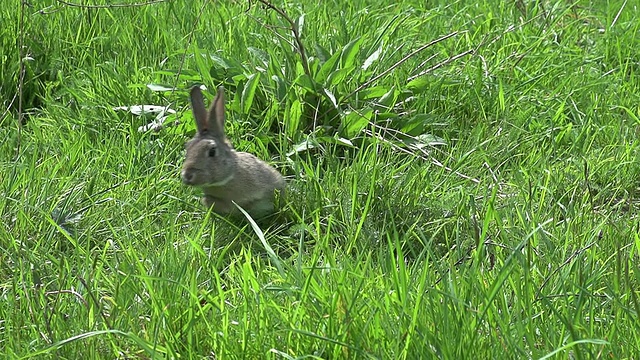 欧洲兔或野兔，oryctolagus cuniculus，成年奔跑在草地上，诺曼底，慢镜头视频素材