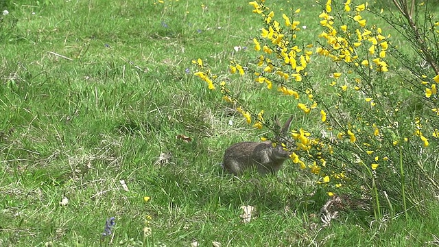 欧洲兔或野兔，oryctolagus cuniculus，成年奔跑在草地上，诺曼底，慢镜头视频素材