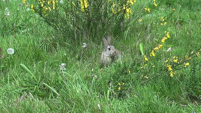 欧洲兔或野兔，oryctolagus cuniculus，成年奔跑在草地上，诺曼底，慢镜头视频素材