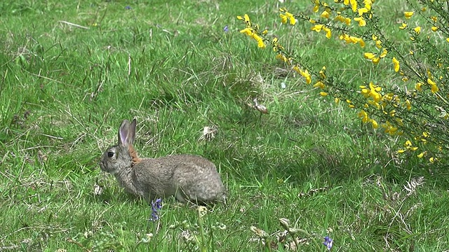 欧洲兔或野兔，oryctolagus cuniculus，成年奔跑在草地上，诺曼底，慢镜头视频素材