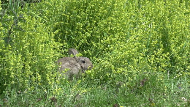 欧洲兔或野兔，oryctolagus cuniculus，诺曼底，慢动作视频素材