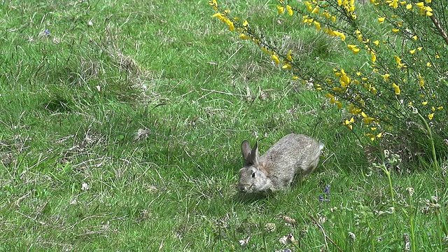 欧洲兔或野兔，oryctolagus cuniculus，成年奔跑在草地上，诺曼底，慢镜头视频素材