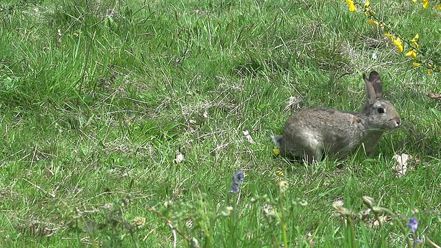 欧洲兔或野兔，oryctolagus cuniculus，成年奔跑在草地上，诺曼底，慢镜头视频素材