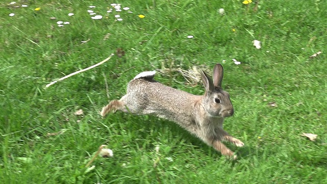 欧洲兔或野兔，oryctolagus cuniculus，成年奔跑在草地上，诺曼底，慢镜头视频素材