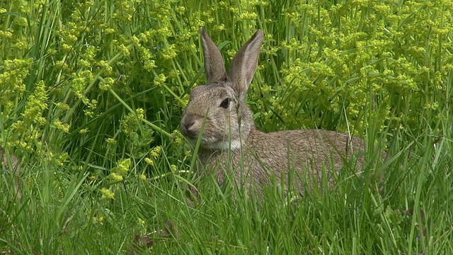 欧洲兔或野兔，oryctolagus cuuniculus，成年站在草地上，诺曼底，实时视频素材