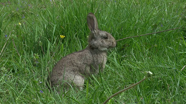 欧洲兔或野兔，oryctolagus cuuniculus，成年站在草地上，诺曼底，实时视频素材