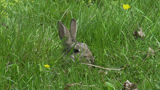 欧洲兔或野兔，oryctolagus cuniculus，成年躺在草地上，诺曼底，实时视频素材