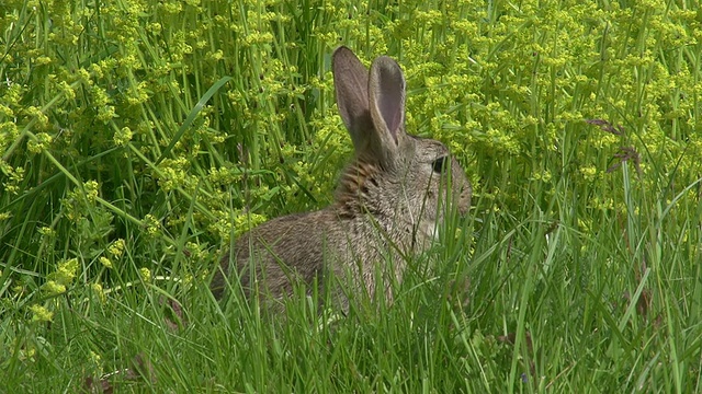 欧洲兔或野兔，oryctolagus cuuniculus，成年站在草地上，诺曼底，实时视频素材