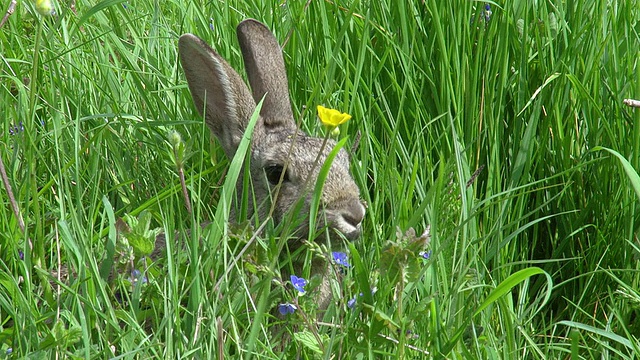 欧洲兔或野兔，oryctolagus cuuniculus，成年站在草地上，诺曼底，实时视频素材