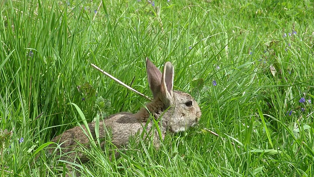 欧洲兔或野兔，oryctolagus cuuniculus，成年站在草地上，诺曼底，实时视频素材