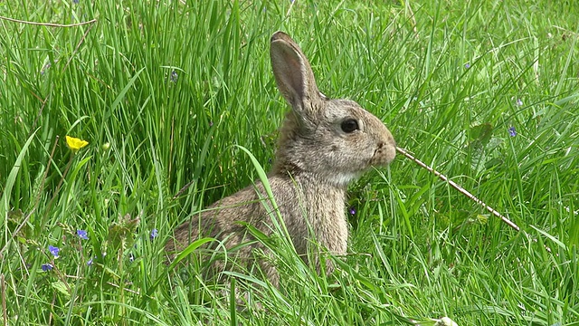 欧洲兔或野兔，oryctolagus cuuniculus，成年站在草地上，诺曼底，实时视频素材