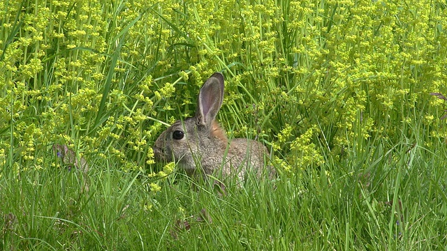 欧洲兔或野兔，oryctolagus cuuniculus，成年站在草地上，诺曼底，实时视频素材