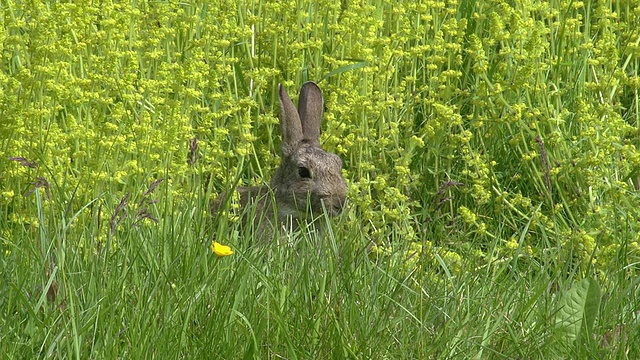 欧洲兔或野兔，oryctolagus cuuniculus，成年站在草地上，诺曼底，实时视频素材