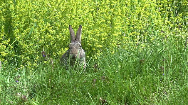 欧洲兔或野兔，oryctolagus cuuniculus，成年站在草地上，诺曼底，实时视频素材