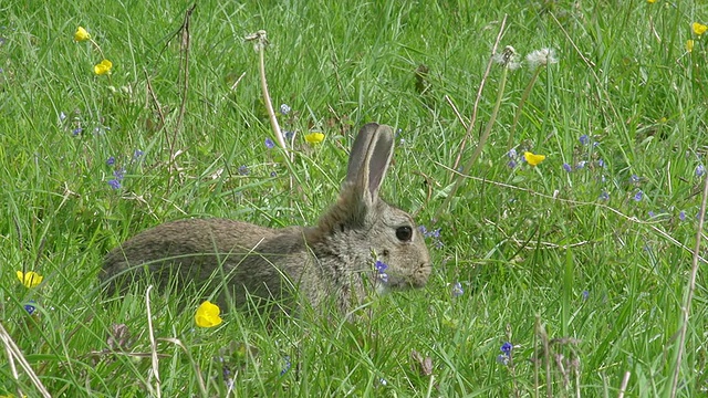 欧洲兔或野兔，oryctolagus cuuniculus，成年站在草地上，诺曼底，实时视频素材