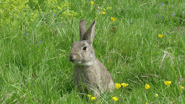 欧洲兔或野兔，oryctolagus cuuniculus，成年站在草地上，诺曼底，实时视频素材