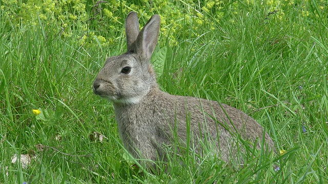 欧洲兔或野兔，oryctolagus cuuniculus，成年站在草地上，诺曼底，实时视频素材