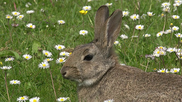 欧洲兔或野兔，oryctolagus cuuniculus，成年带花，诺曼底，实时视频素材