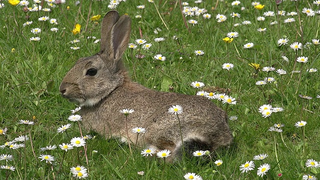 欧洲兔或野兔，oryctolagus cuuniculus，成年带花，诺曼底，实时视频素材