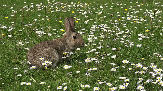 欧洲兔或野兔，oryctolagus cuuniculus，成年带花，诺曼底，实时视频素材