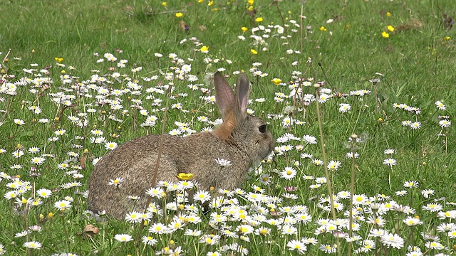 欧洲兔或野兔，oryctolagus cuuniculus，成年带花，诺曼底，实时视频素材