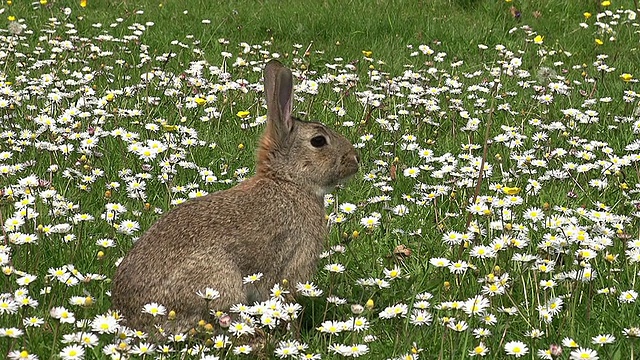 欧洲兔或野兔，oryctolagus cuuniculus，成年带花，诺曼底，实时视频素材