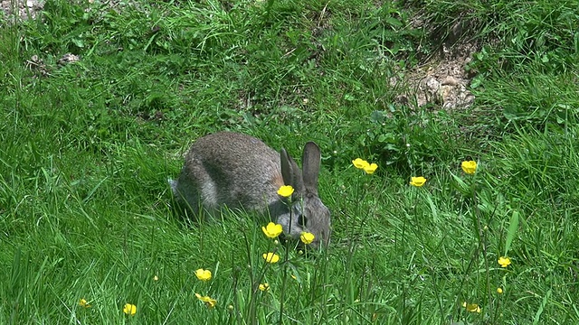 欧洲兔或野兔，oryctolagus cuuniculus，成年站在草地上，诺曼底，实时视频素材