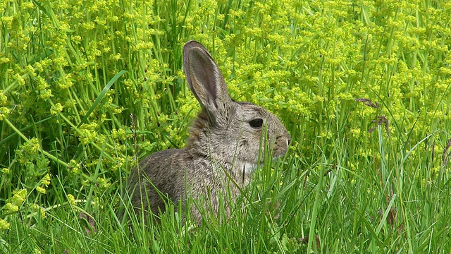 欧洲兔或野兔，oryctolagus cuuniculus，成年站在草地上，诺曼底，实时视频素材