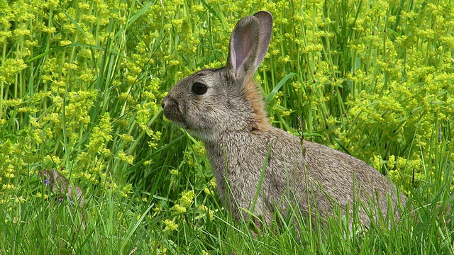 欧洲兔或野兔，oryctolagus cuuniculus，成年站在草地上，诺曼底，实时视频素材