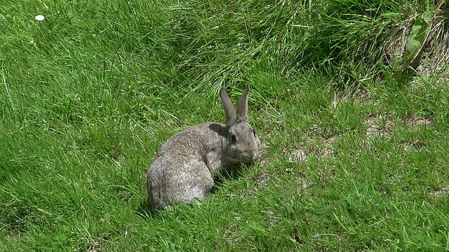 欧洲兔或野兔，oryctolagus cuuniculus，成年站在草地上，诺曼底，实时视频素材